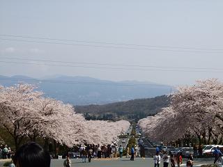 富士霊園４ (2).jpg
