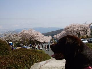 富士霊園６ (2).jpg